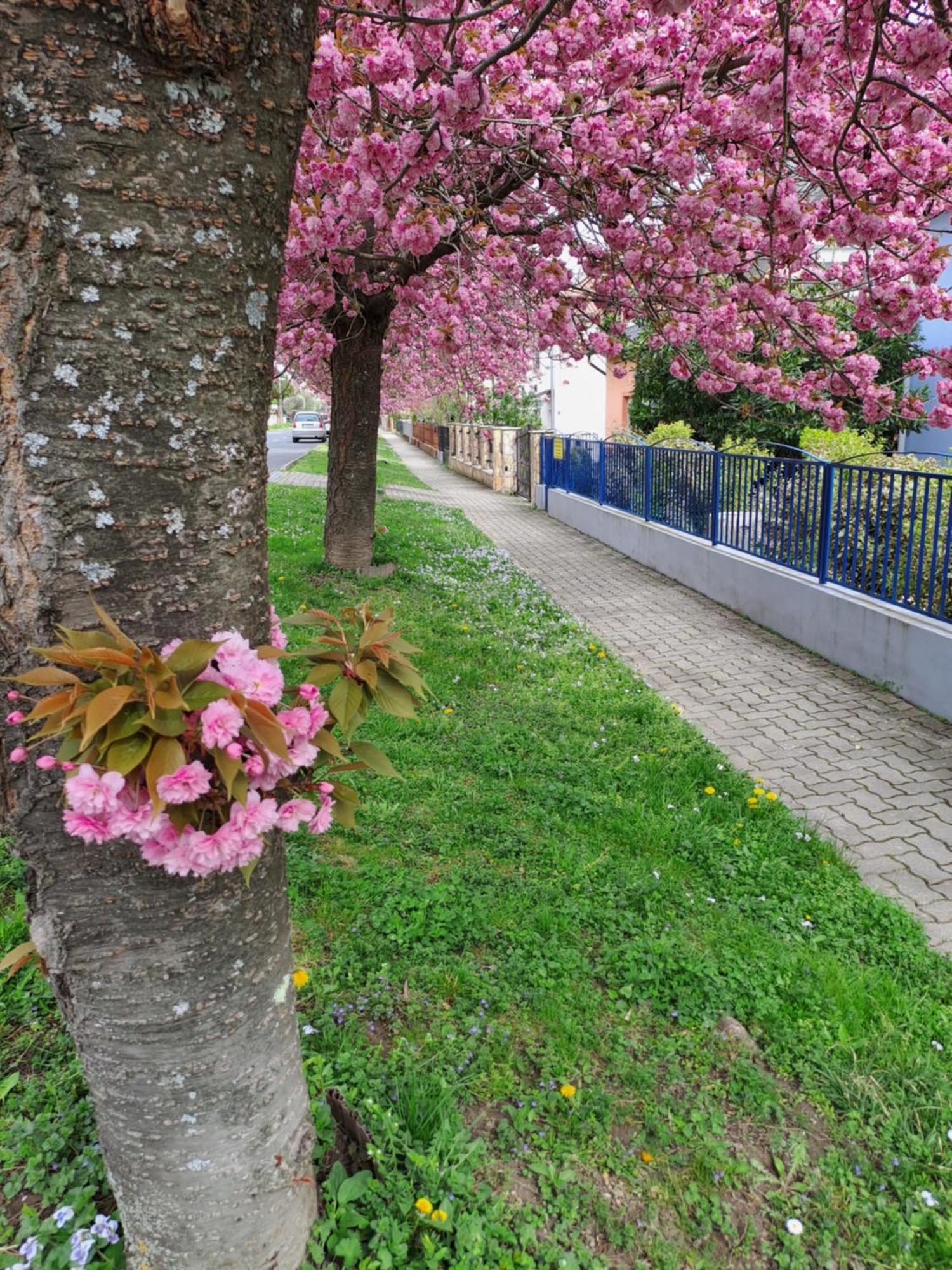 Laguna Apartmanház Heviz Exterior foto